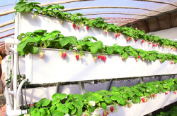 温棚草莓怎么种植才是对的？