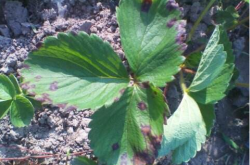 草莓叶子边缘发紫是什么病？
