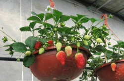 草莓盆栽种植的过程