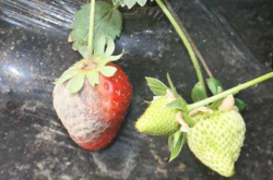 草莓灰霉病用什么药好以及怎么预防？