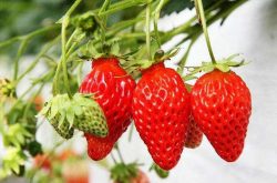 草莓根腐病有什么药才能治好呢？