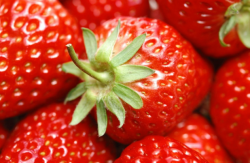 草莓白粉病什么时候出现？
