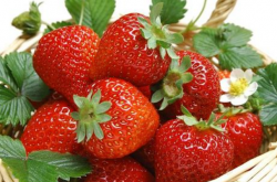 九九草莓红根病如何防治？