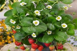 草莓冬季如何合理施肥