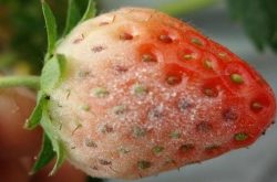 草莓上有白点是什么病