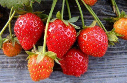 草莓细菌病用什么药？