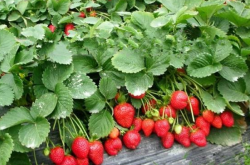怎么分辨草莓苗
