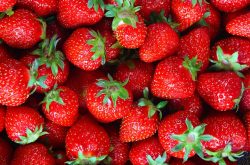 种植草莓选土施肥很重要
