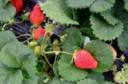 草莓结果能施肥吗？