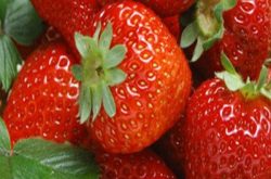 爬藤草莓怎么种植？