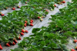 大棚草莓应该如何施肥？