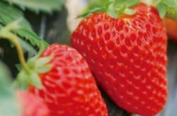 草莓苗夏天怎么管理？