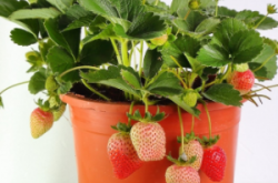 刚买的草莓苗怎么种？