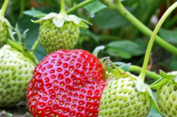 草莓种植的管理技术