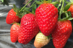 草莓软腐病怎么防治？
