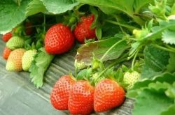 盆栽草莓苗缓苗是否成功