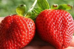草莓苗的病害有哪些？