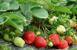 草莓苗放水里能活吗？