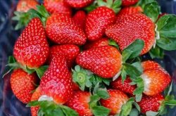 大棚种植草莓成本
