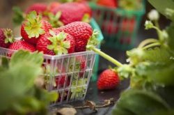 如何防治草莓白粉病