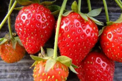 草莓大棚里的苗为什么需要定期换苗？