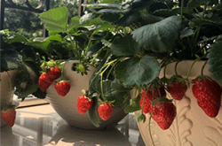盆栽草莓的常见病