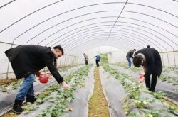 提高产量的草莓施肥时间段