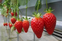 草莓容易得什么病？
