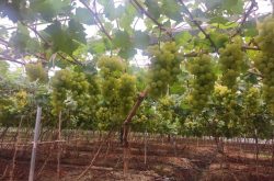 青提葡萄无公害种植技术