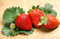 怎么看出草莓苗是几年的？