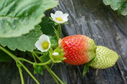 草莓怎样种植收成高?