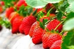 草莓软腐病怎么治?