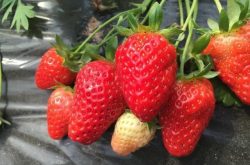 草莓缓苗后施肥