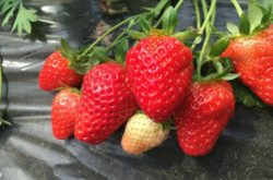 草莓苗打什么药粗壮？