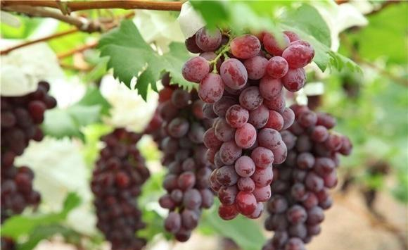六月份葡萄如何种植管理