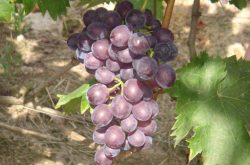 葡萄种植需要注意什么