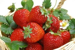 草莓苗吐藤施肥的要点和注意事项