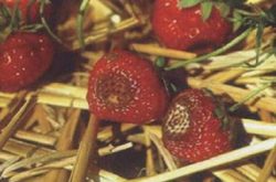 草莓得了炭疽病怎么办