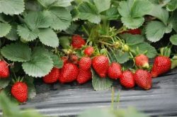 草莓有花苞需要施肥吗？
