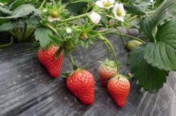 草莓炭疽病的预防和治疗