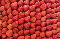 高架无土栽培草莓施肥技术的方法