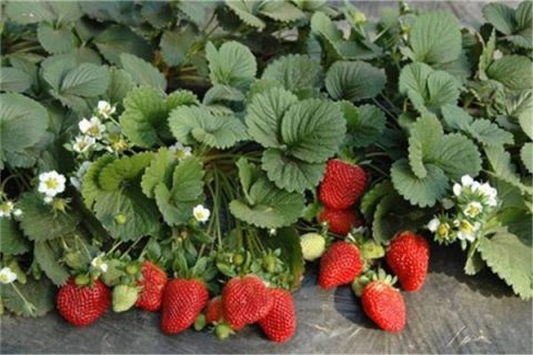 花期怎样给草莓施肥