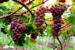 种植葡萄赚钱吗？