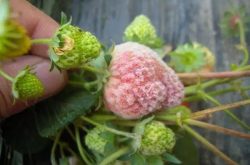 草莓白粉病预防与用药方式