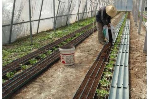 如何给草莓苗施有机肥
