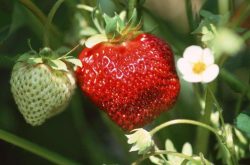 中午种草莓苗能活吗