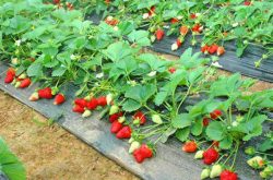 草莓苗预防白粉病？