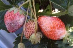 抗白粉病的草莓预防是怎么样的?