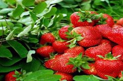 甜查理草莓苗怎么管理能提高品质