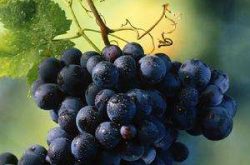 黑天鹅葡萄品种好不好，种植黑天鹅葡萄需要注意什么？